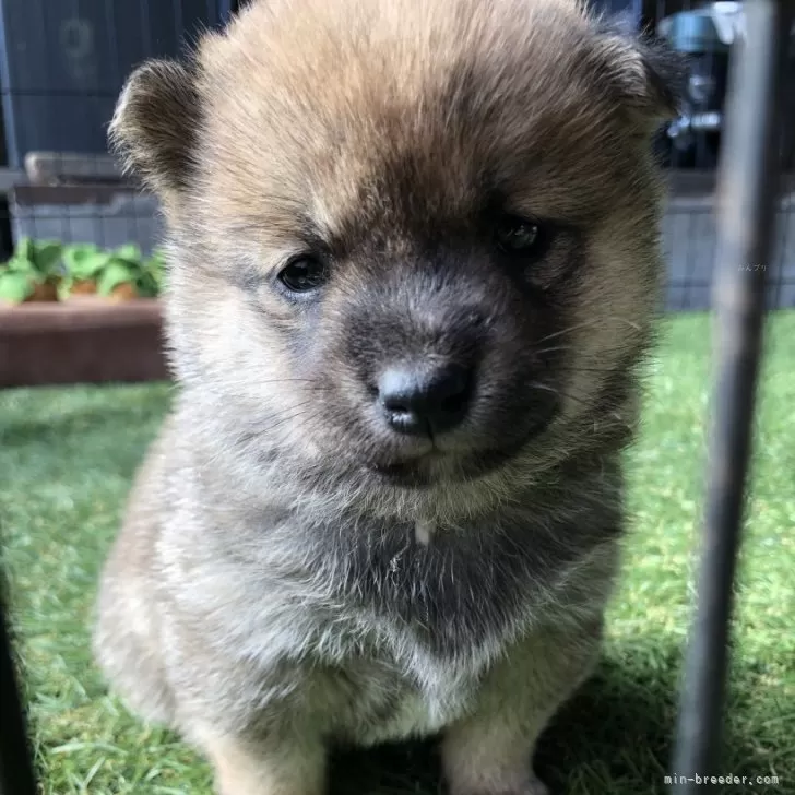 M.N 様のお迎えした子犬