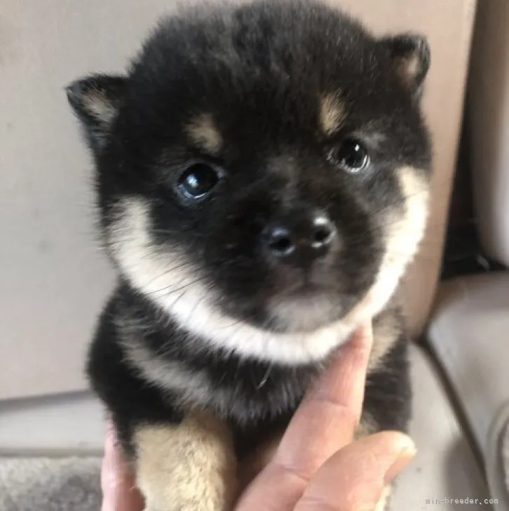 ID：2305-01613の子犬