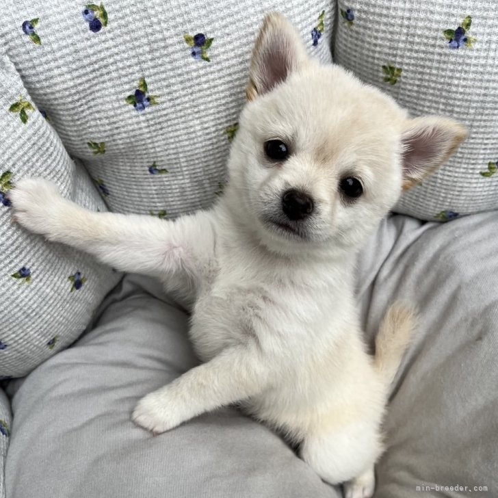 うさぎとポメラニアン、柴犬、チワワ、トイプードル、シーズ