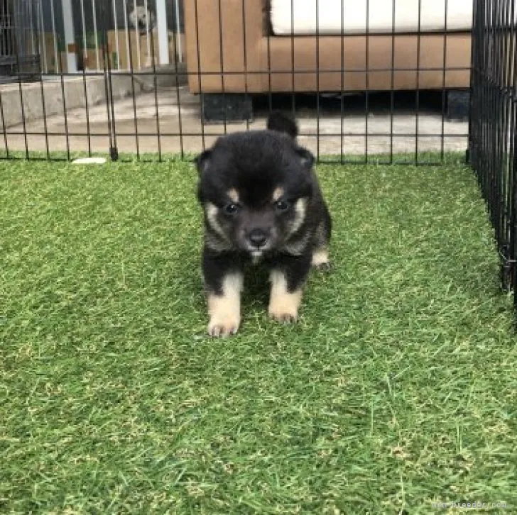 ID：2309-01710の子犬