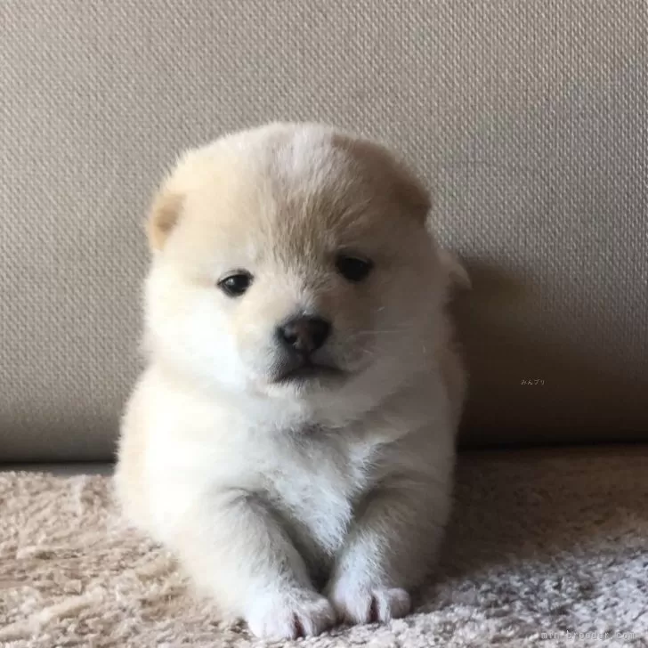 A.S 様のお迎えした子犬