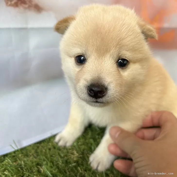 ID：2408-05492の子犬