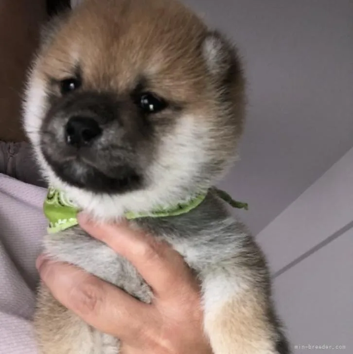 T 様のお迎えした子犬