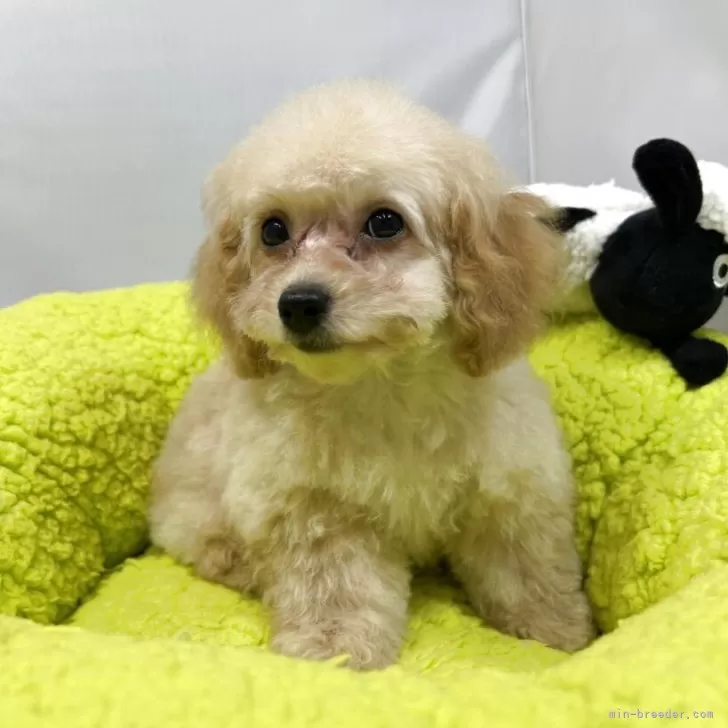 ID：2503-07655の子犬
