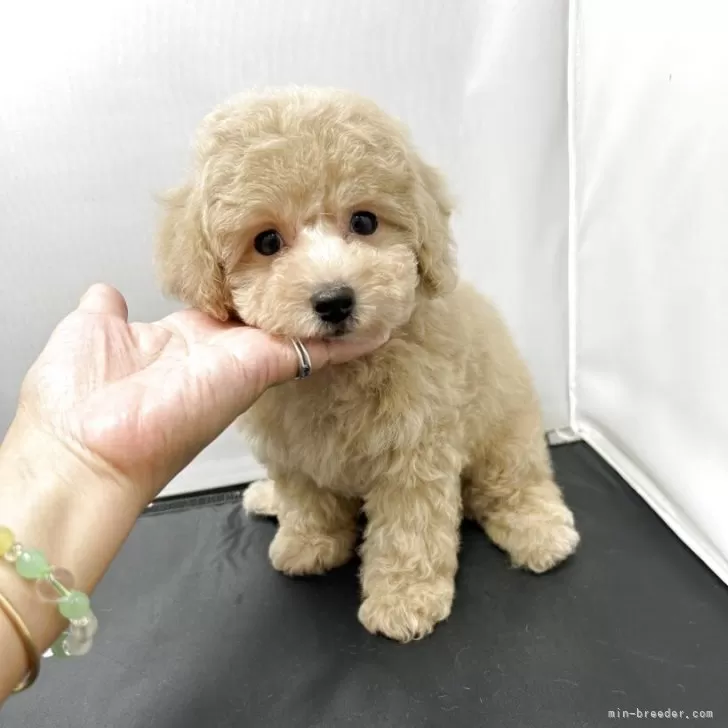 M.S 様のお迎えした子犬