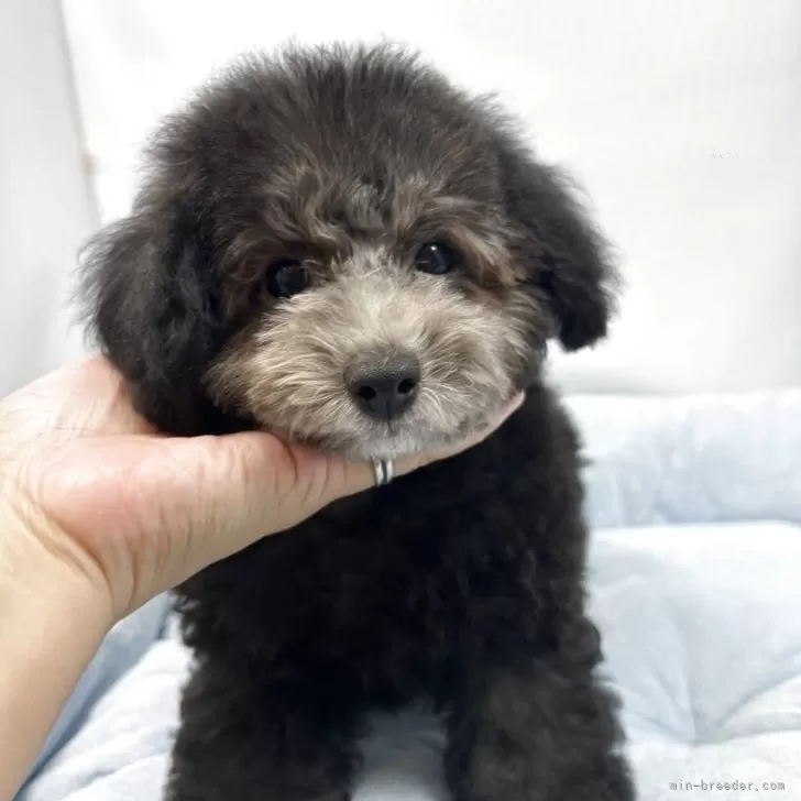 ID:2507-08611の子犬
