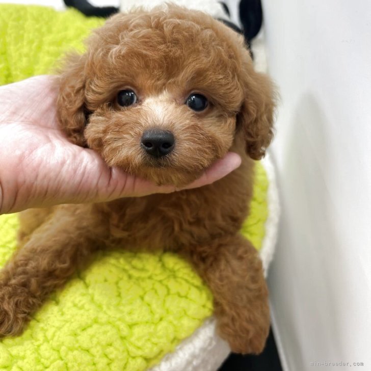 S.T 様のお迎えした子犬