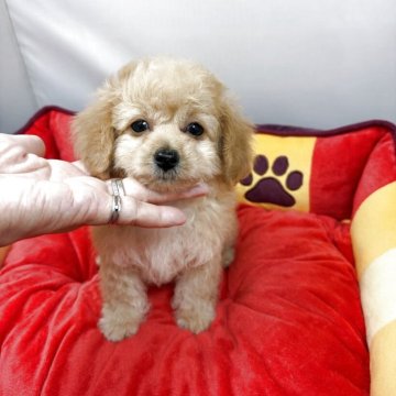 ティーカッププードル【兵庫県・女の子・2025年9月15日・アプリコット】の写真「⭐️優しい顔立ちの可愛い子です」