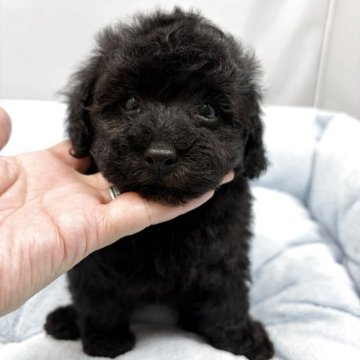 タイニープードル【兵庫県・男の子・2025年10月2日・ブラック】の写真「⭐️目元が可愛い男の子です」