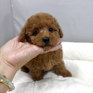 タイニープードル【兵庫県・女の子・2025年9月16日・レッド】の写真「⭐️人懐こくとても可愛い子です」