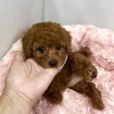 タイニープードル
