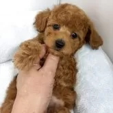 タイニープードル