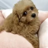 タイニープードル