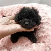 ティーカッププードル