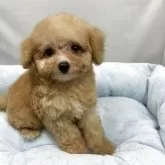 タイニープードル