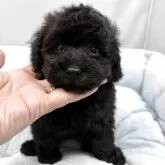 タイニープードル【兵庫県・男の子・2025年10月2日・ブラック】の写真1