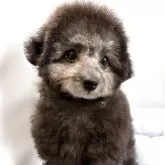 タイニープードル