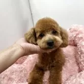タイニープードル