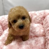 トイプードル(ティーカップ)
