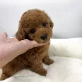タイニープードル