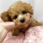 ティーカッププードル