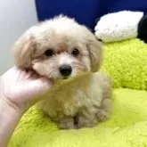 ティーカッププードル
