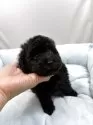 タイニープードル【兵庫県・男の子・2025年10月2日・ブラック】の写真2