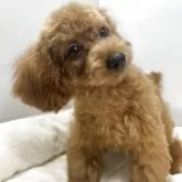 タイニープードル【兵庫県・女の子・2025年4月25日・レッド】の写真2