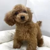 タイニープードル【兵庫県・女の子・2025年4月25日・レッド】の写真3