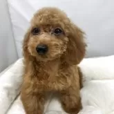 タイニープードル【兵庫県・女の子・2025年4月25日・レッド】の写真5