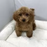 タイニープードル【兵庫県・女の子・2025年4月25日・レッド】の写真6