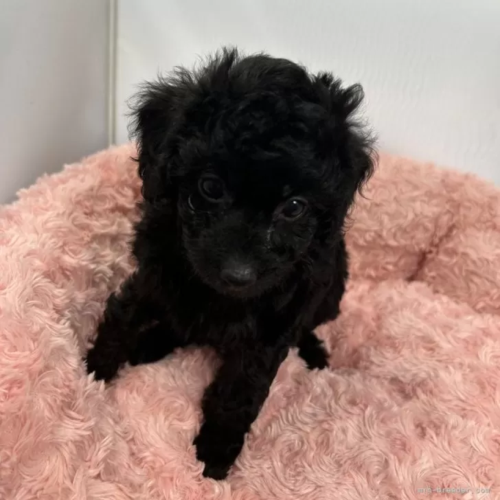 M.I 様のお迎えした子犬