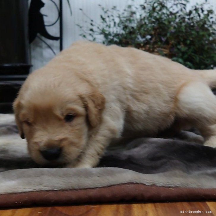 ブリーダー画像