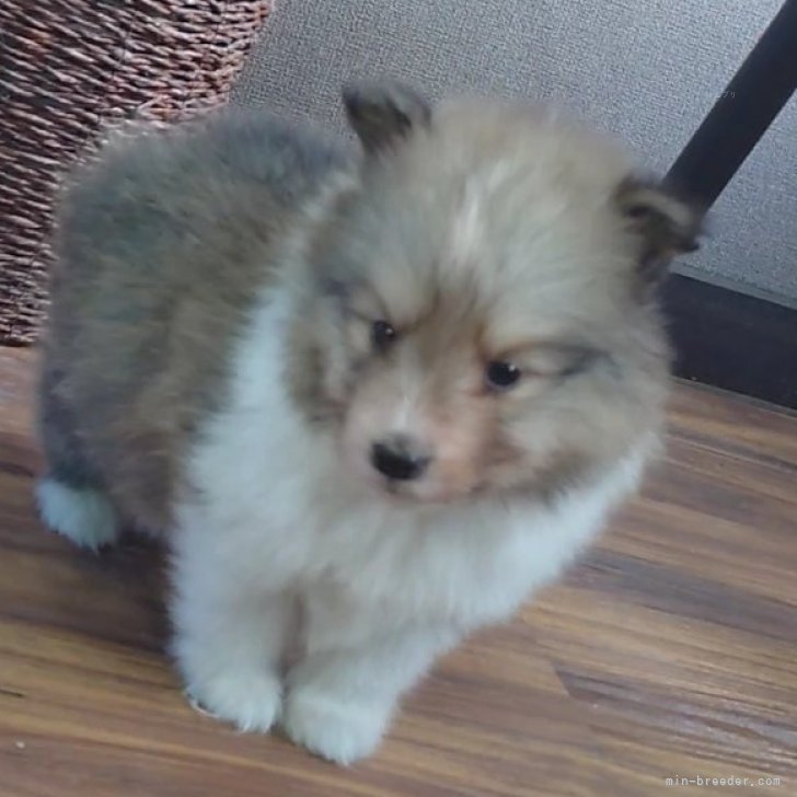 ブリーダー画像