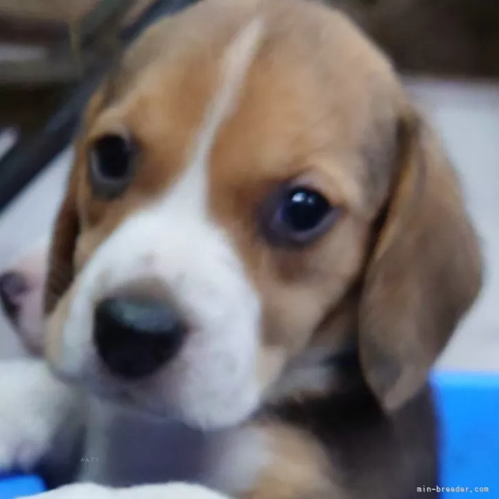 ID：2507-06318の子犬
