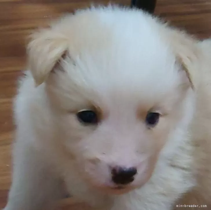ID:2411-01518の子犬
