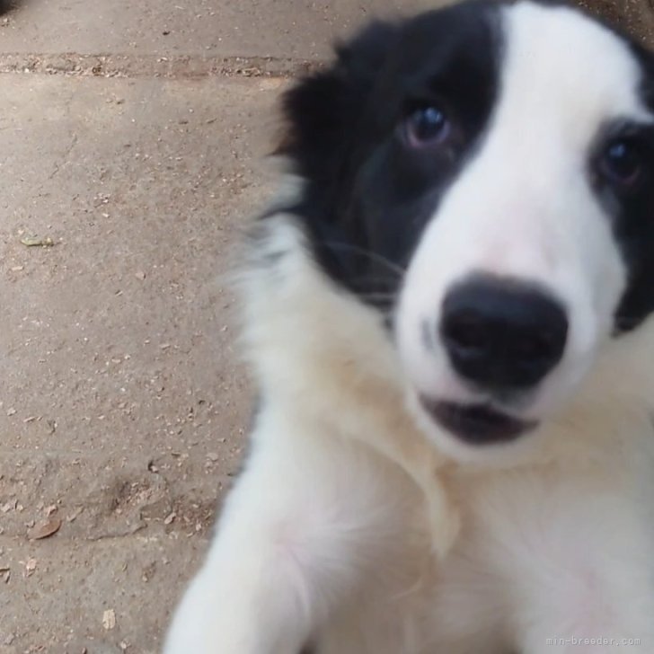 ブリーダー画像