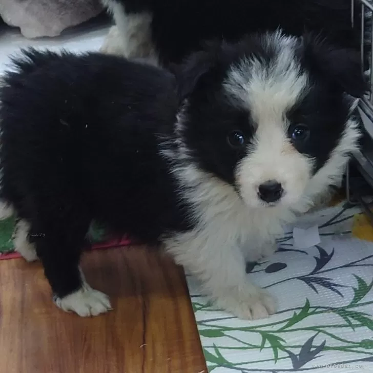 ID：2502-06285の子犬