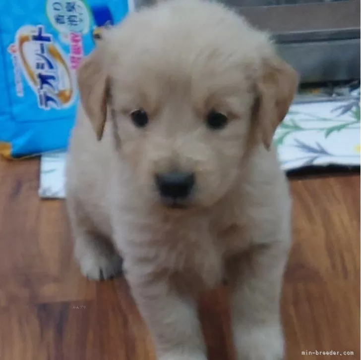 ID:2411-05564の子犬