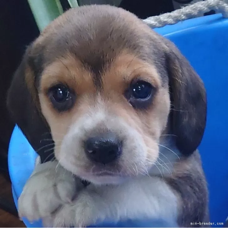 ID:2502-01295の子犬