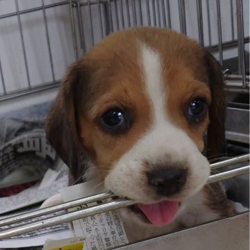 ビーグル【埼玉県・男の子・2025年9月14日・ブラックタン&ホワイト】の写真「穏やかな母犬のもとで育ったおおらかな六兄妹🎵」