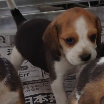 ビーグル【埼玉県・女の子・2025年9月14日・ブラックタン&ホワイト】の写真「穏やかな母犬のもとで育ったおおらかな六兄妹🎵」