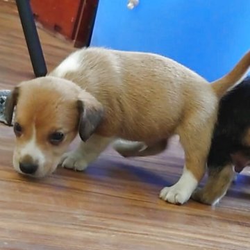 ビーグル【埼玉県・男の子・2025年5月19日・レッド・ホワイト】の写真「面倒見のいい母犬のもとで育った仲良し五兄妹🐾」