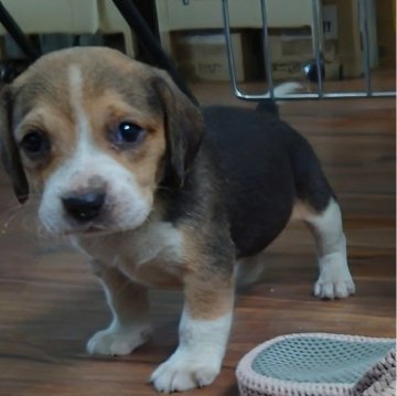 ビーグル【埼玉県・女の子・2025年9月14日・ブラックタン&ホワイト】の写真「穏やかな母犬のもとで育ったおおらかな六兄妹🎵」