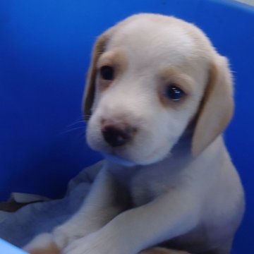 ビーグル【埼玉県・男の子・2025年9月23日・レモンホワイト】の写真「ベテランママのもとで、伸びやかに育った仲良兄弟🩷」