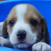 ビーグル【埼玉県・男の子・2024年10月13日・ブラックタン&ホワイト】の写真1「ぼくは末っ子四男です❕」