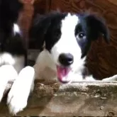 ボーダーコリー