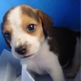 ビーグル