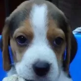 ビーグル