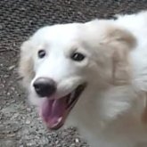 ボーダーコリー